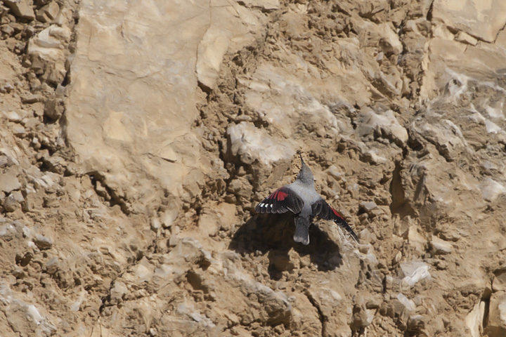 Picchio muraiolo volante